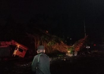 Pohon beringin tumbang di Kota Malang