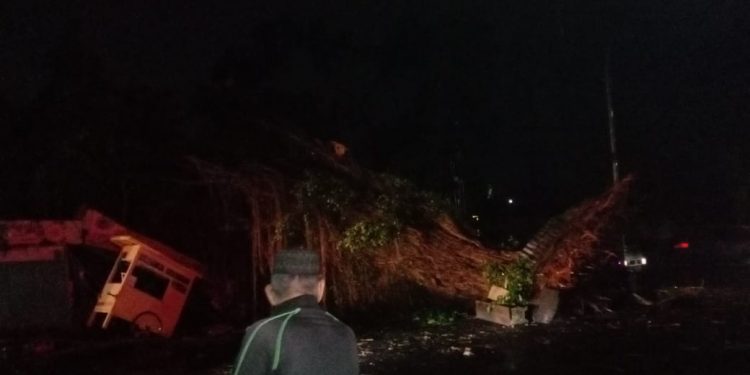 Pohon beringin tumbang di Kota Malang
