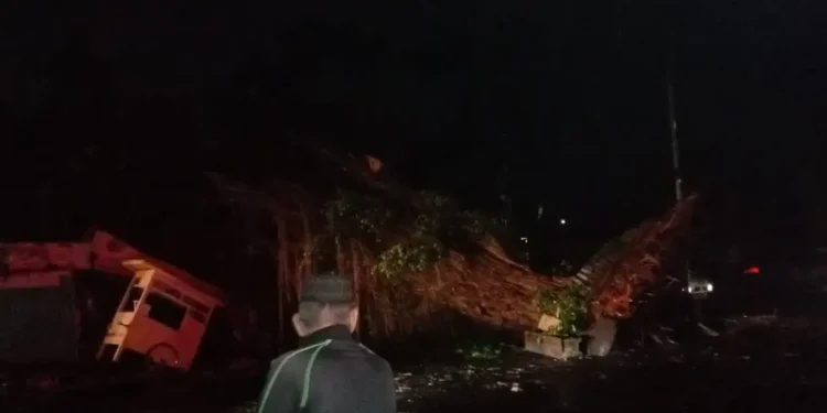 Pohon beringin tumbang di Kota Malang