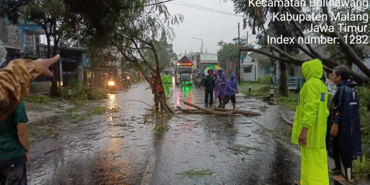 Pohon petai cina tumbang di jalan