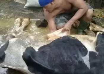 sapi mati akibat banjir