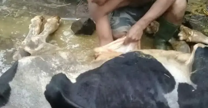 sapi mati akibat banjir