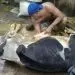 sapi mati akibat banjir