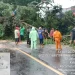 pohon