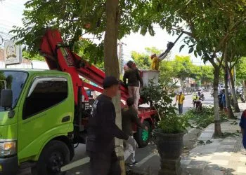 Pemkot Batu lakukan perapian pohon