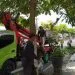 Pemkot Batu lakukan perapian pohon
