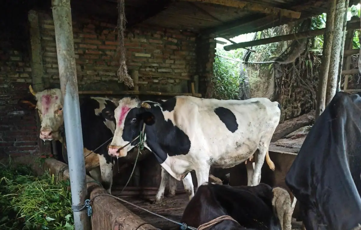 sapi