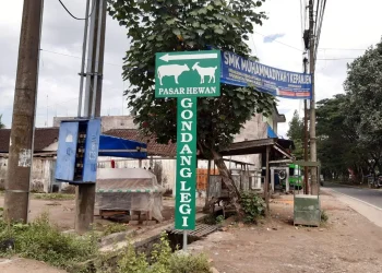 sanusi