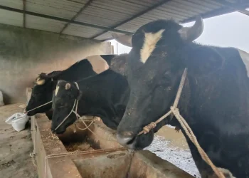 sapi