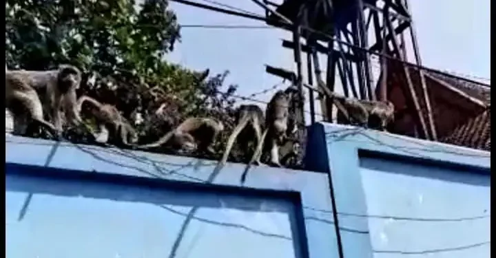 monyet