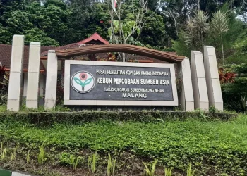 cikal bakal kopi robusta di indonesia