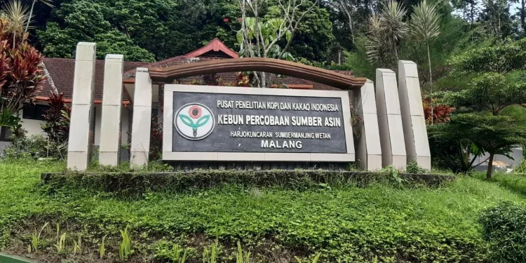 cikal bakal kopi robusta di indonesia