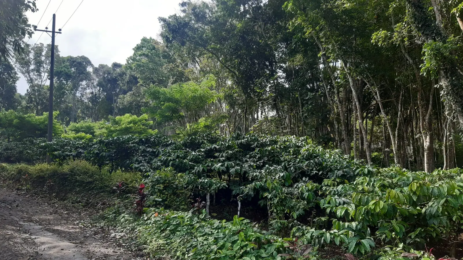 cikal bakal kopi robusta di indonesia