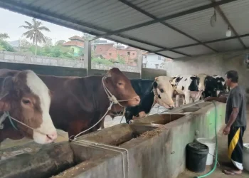 sapi