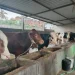 sapi