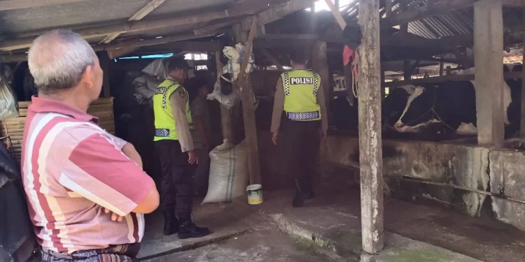 sapi