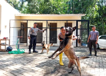 anjing
