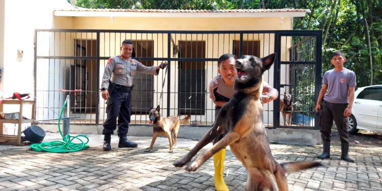 anjing