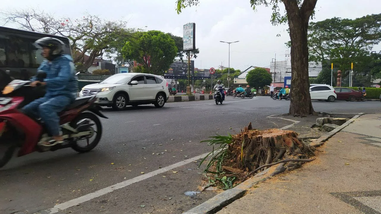 penebangan pohon