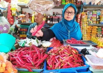 harga cabai