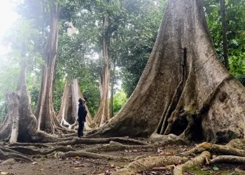 Pohon-pohon Kundu