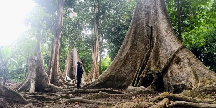 Pohon-pohon Kundu