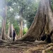 Pohon-pohon Kundu