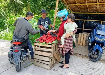 Pedagang jambu bol