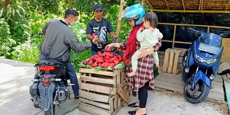 Pedagang jambu bol