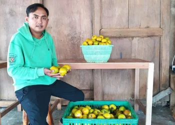 Malang punya Kesemek Glowing