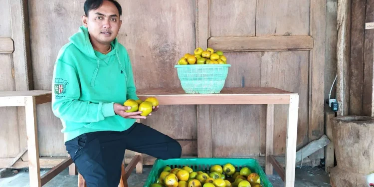 Malang punya Kesemek Glowing