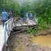 Mangrove
