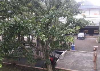 Pohon Mojo di kota malang