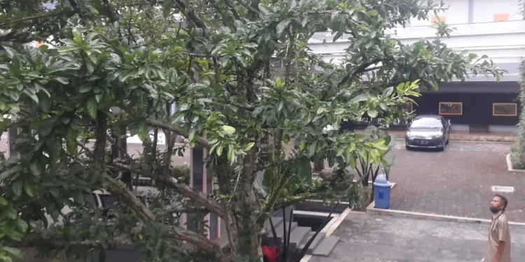 Pohon Mojo di kota malang
