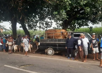 Pedagang sapi