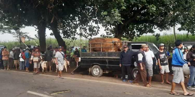 Pedagang sapi