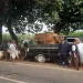 Pedagang sapi
