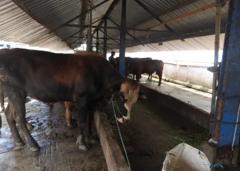 Perawatan sapi dari PMK