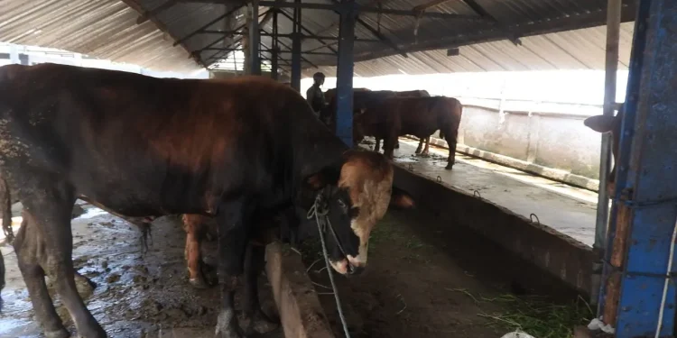 Perawatan sapi dari PMK