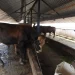 Perawatan sapi dari PMK