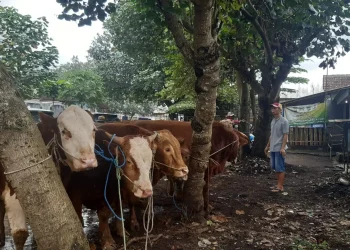 Sapi milik pedagang Kabupaten Malang