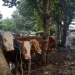Sapi milik pedagang Kabupaten Malang