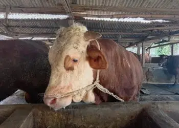 Sapi terpapar PMK di Kota Malang