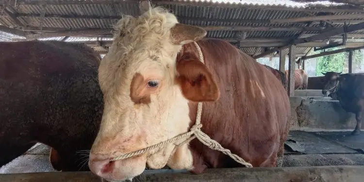Sapi terpapar PMK di Kota Malang