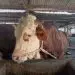 Sapi terpapar PMK di Kota Malang