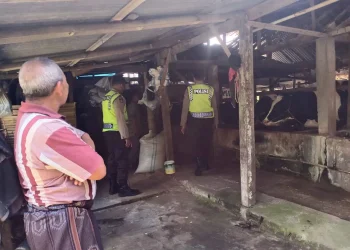 Sapi mati di kota batu kena PMK
