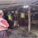 Sapi mati di kota batu kena PMK