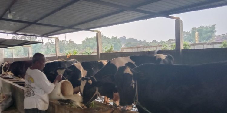 sejumlah sapi di kota malang suspek PMK