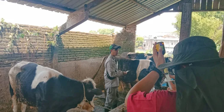 PMK serang ternak sapi, masjid tak ada kurban