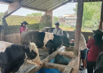 PMK mewabah di kampusng Sanan Kota Malang